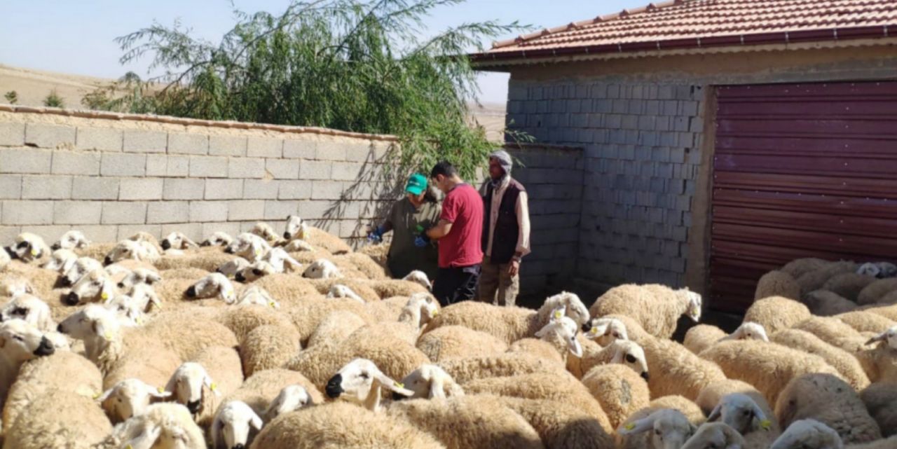 Sürü yönetimi destekleme başvuruları devam ediyor