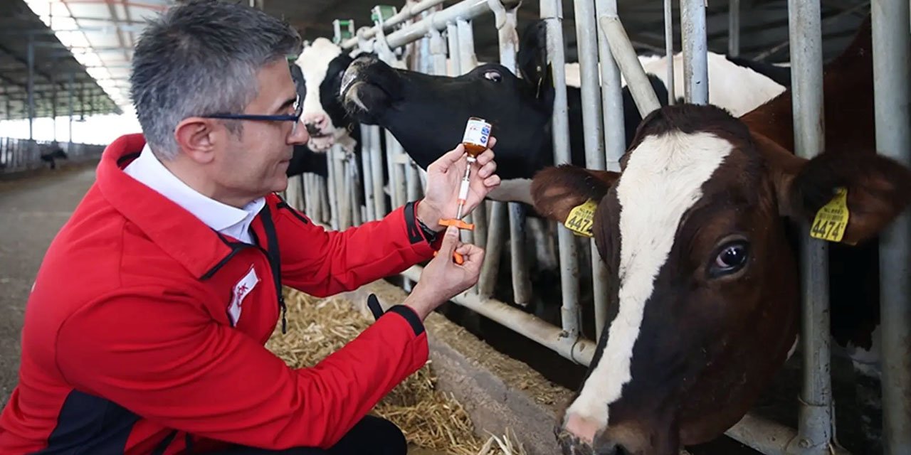 Konya'da şap alarmı! Hayvan pazarı süresiz kapatıldı