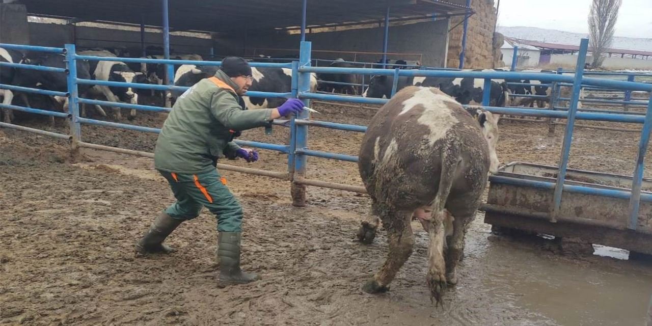 Ereğli’de şap hastalığına karşı zorlu mücadele