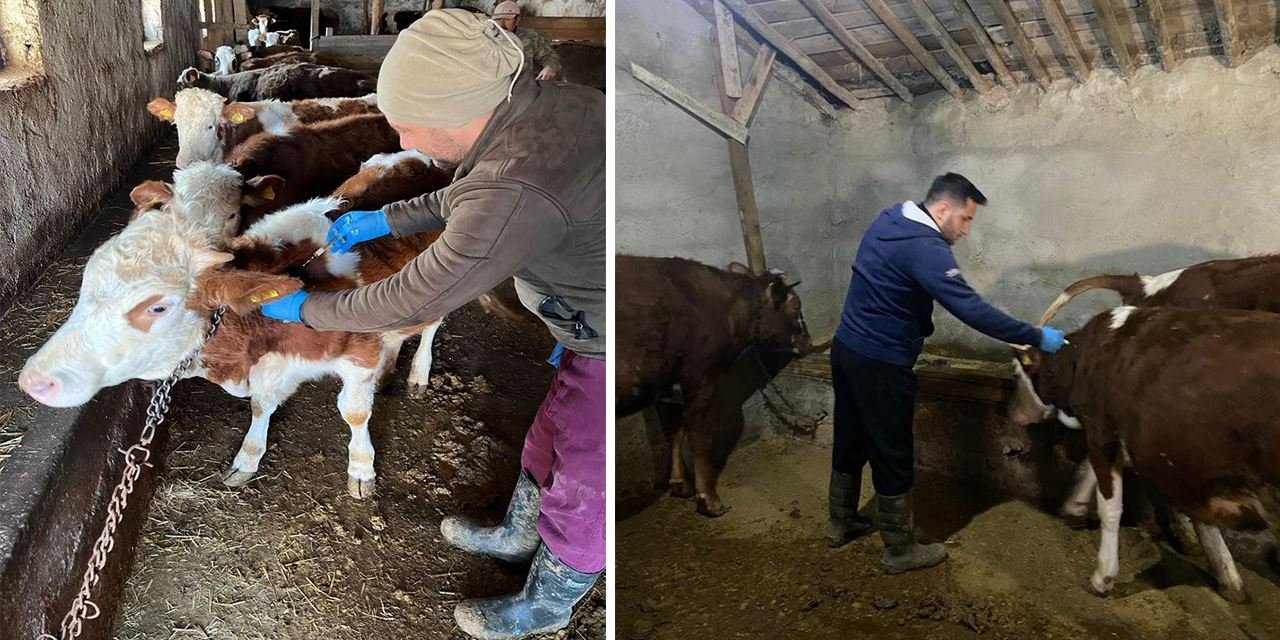 Kulu'da büyükbaşlara şap aşısı uygulaması