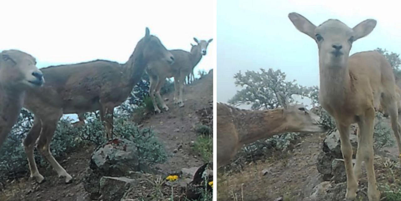 Anadolu Yaban Koyunları fotokapanlara yakalandı