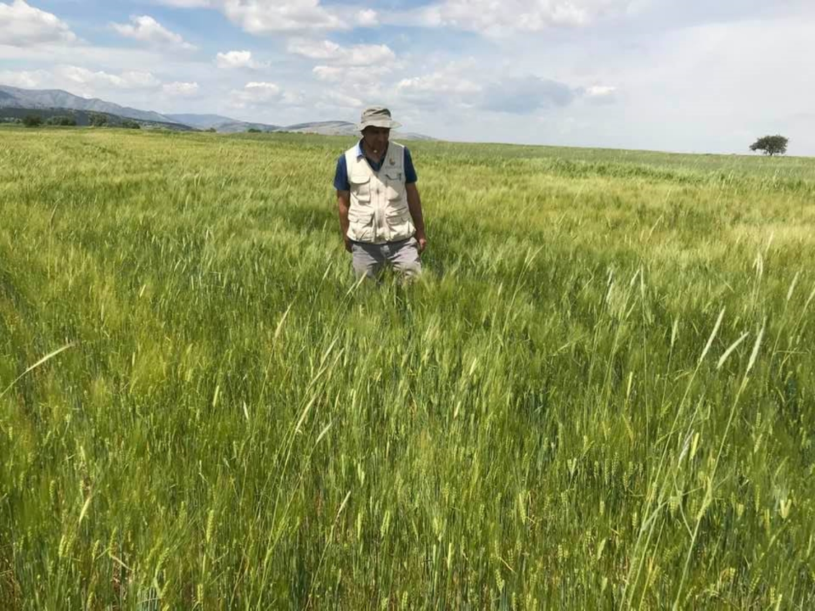 Kuraklığa dayanıklı tahıllar çiftçiye umut oluyor