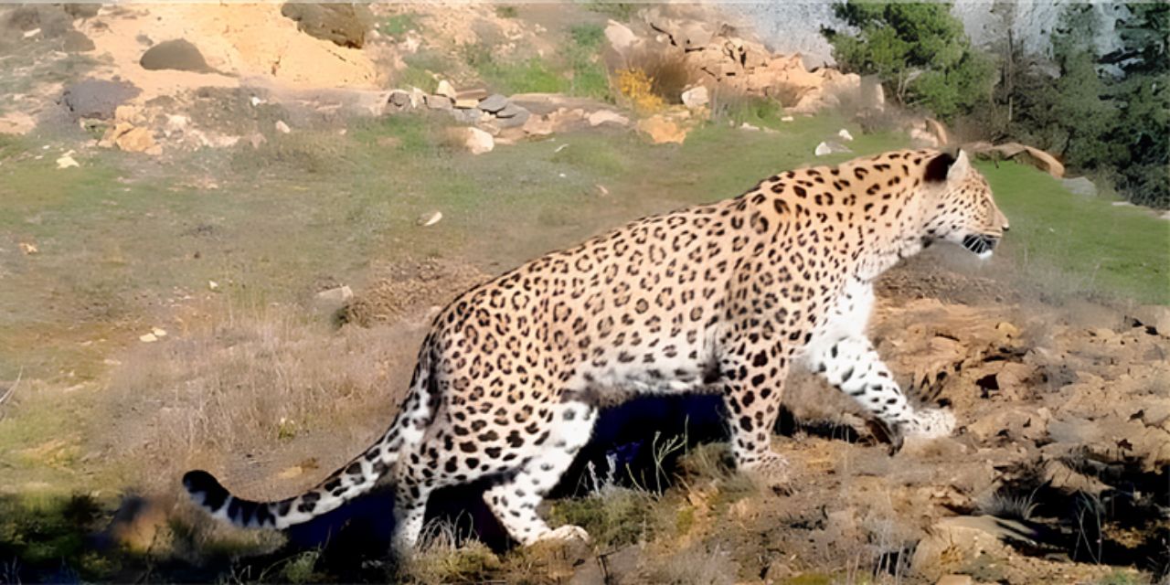 Nesli tükenmekte leoparı Konya dağlarında görürseniz şaşırmayın