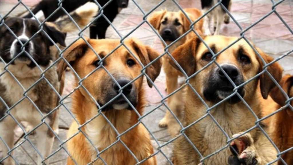 Köpek barınağı söylentileri endişe yarattı