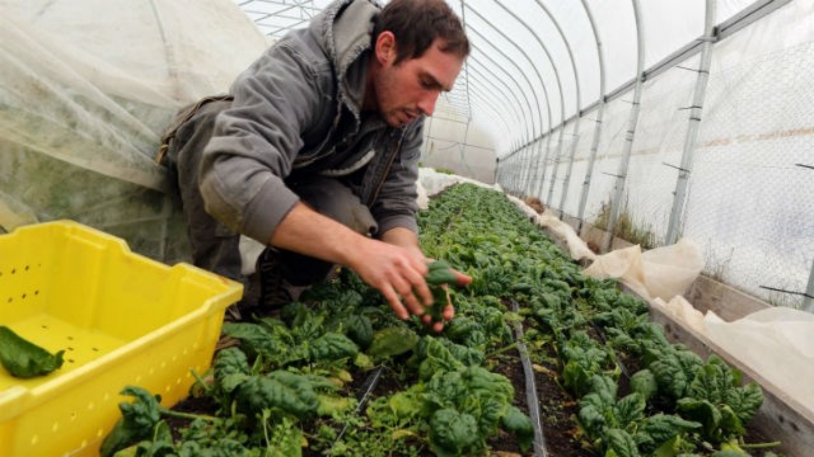 Kırsal kalkınmada uzman eller projeleri başvuruları başladı