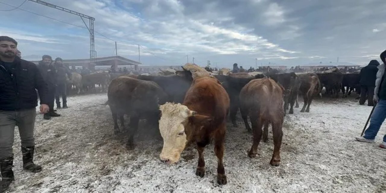 Soğuk hava, hayvanları da zorladı