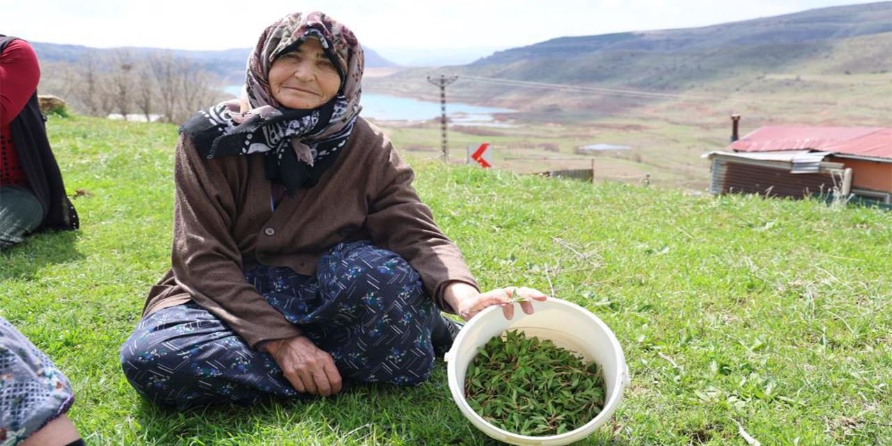 Türkülere ilham olan 'Madımak' hasadı başladı