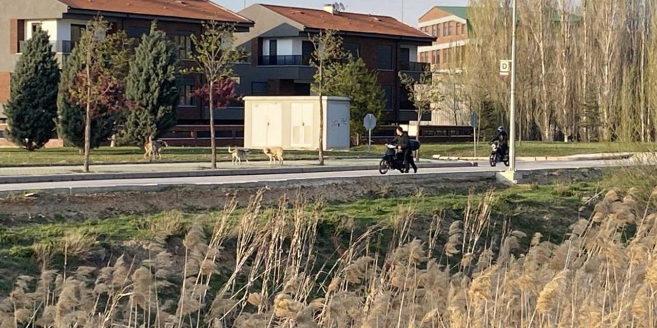 Sazova’da başıboş köpekler mahalleliyi tedirgin ediyor