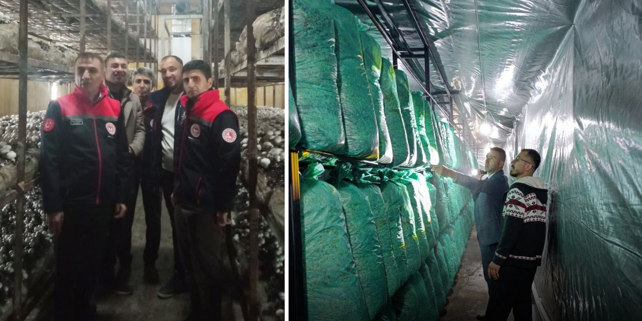 Kültür mantarı üretim tesislerinde denetim