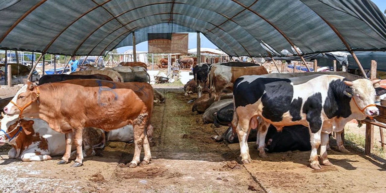 Pazarlar kurulmaya başladı: Kurbanlık fiyatları belli oldu