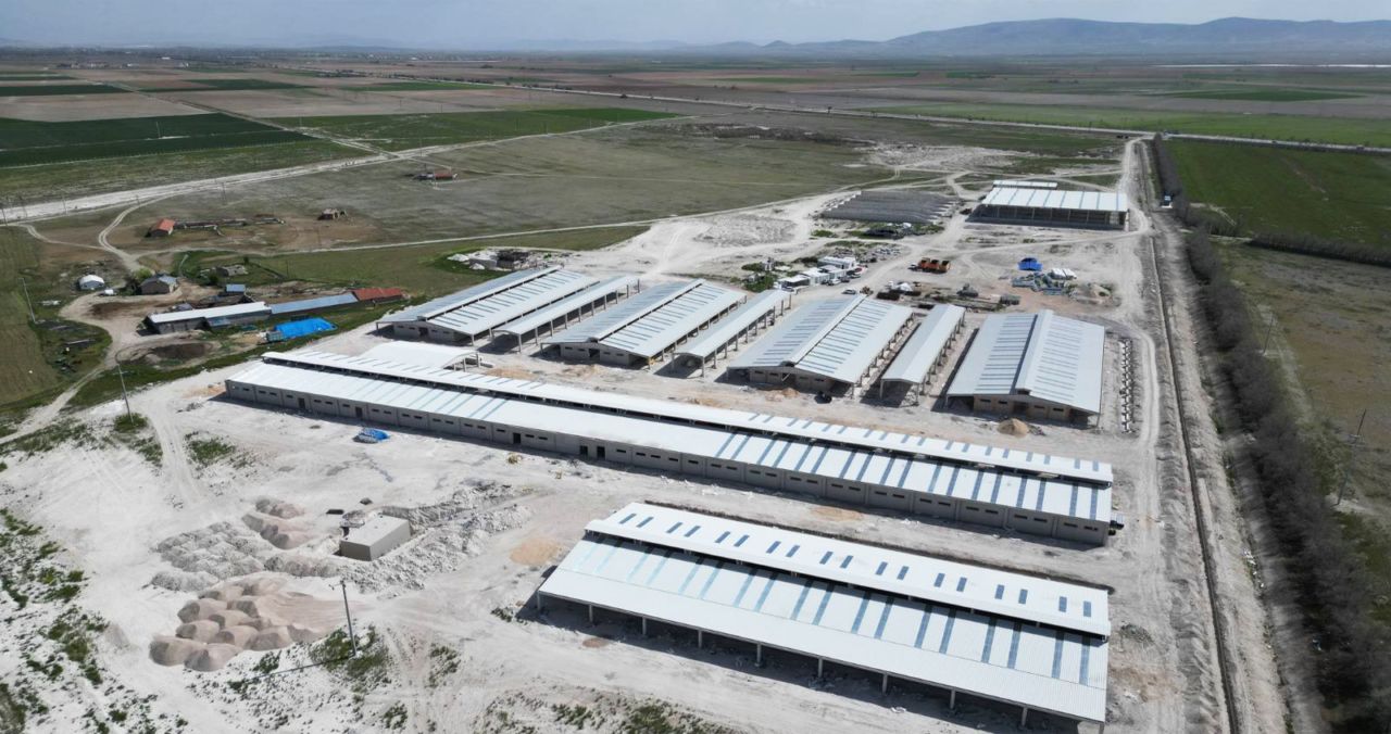 Merinoslar için Konya'ya tesis kuruluyor