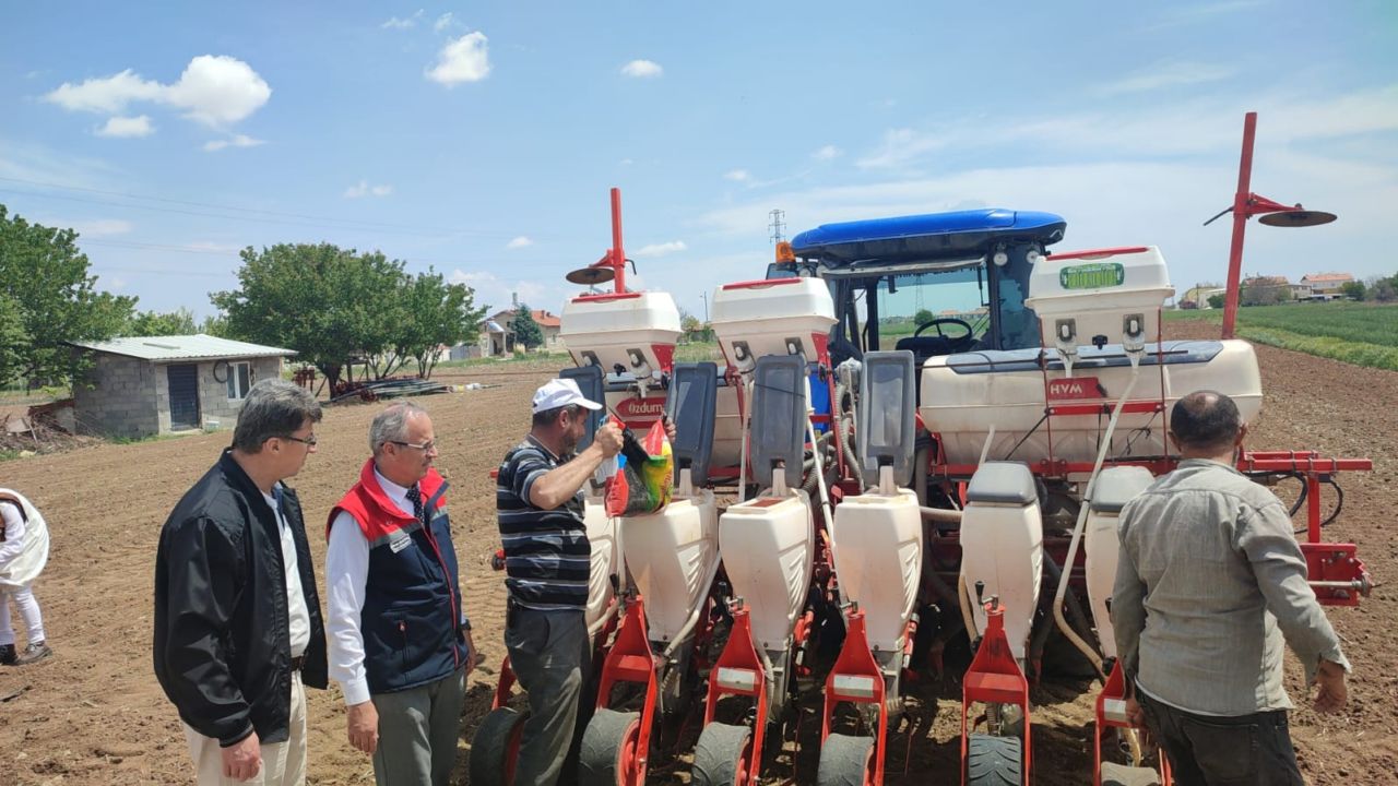 Konya Ovası'nda alternatif yem bitkisi deneniyor