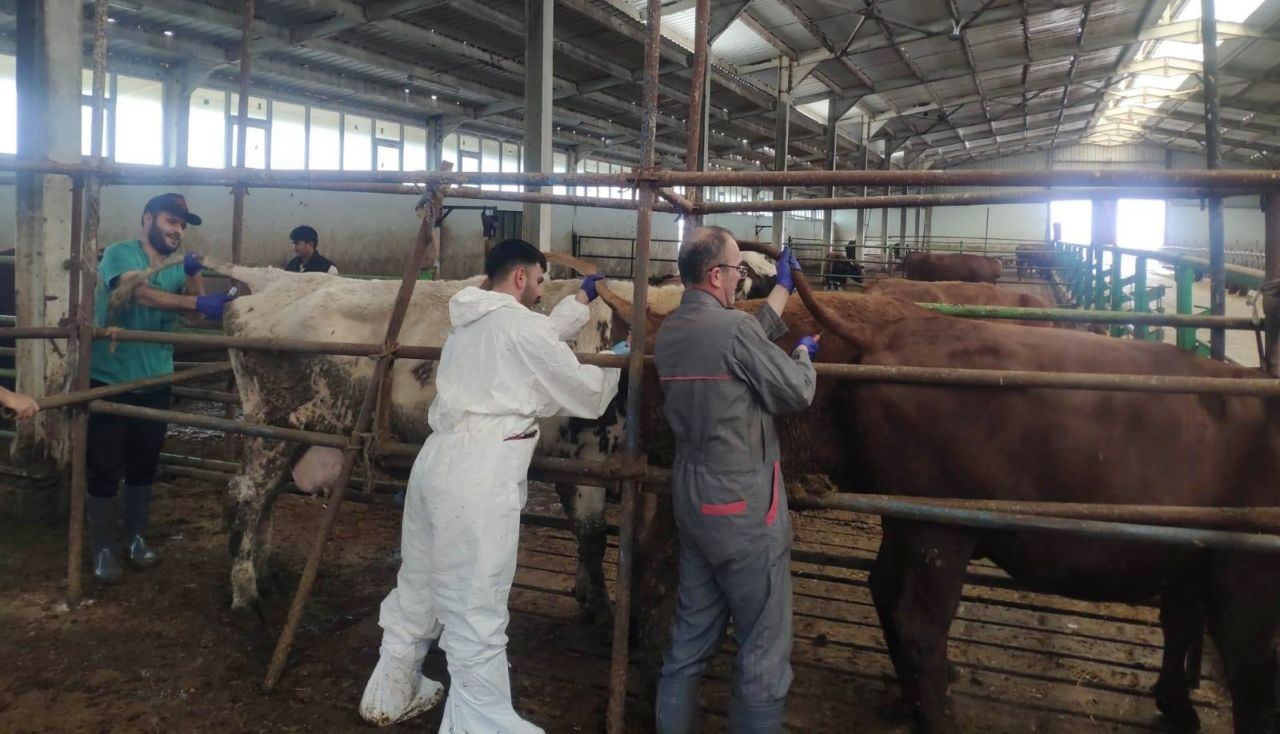Sarayönü’nde hastalıktan ari işletmelerde denetim yapıldı
