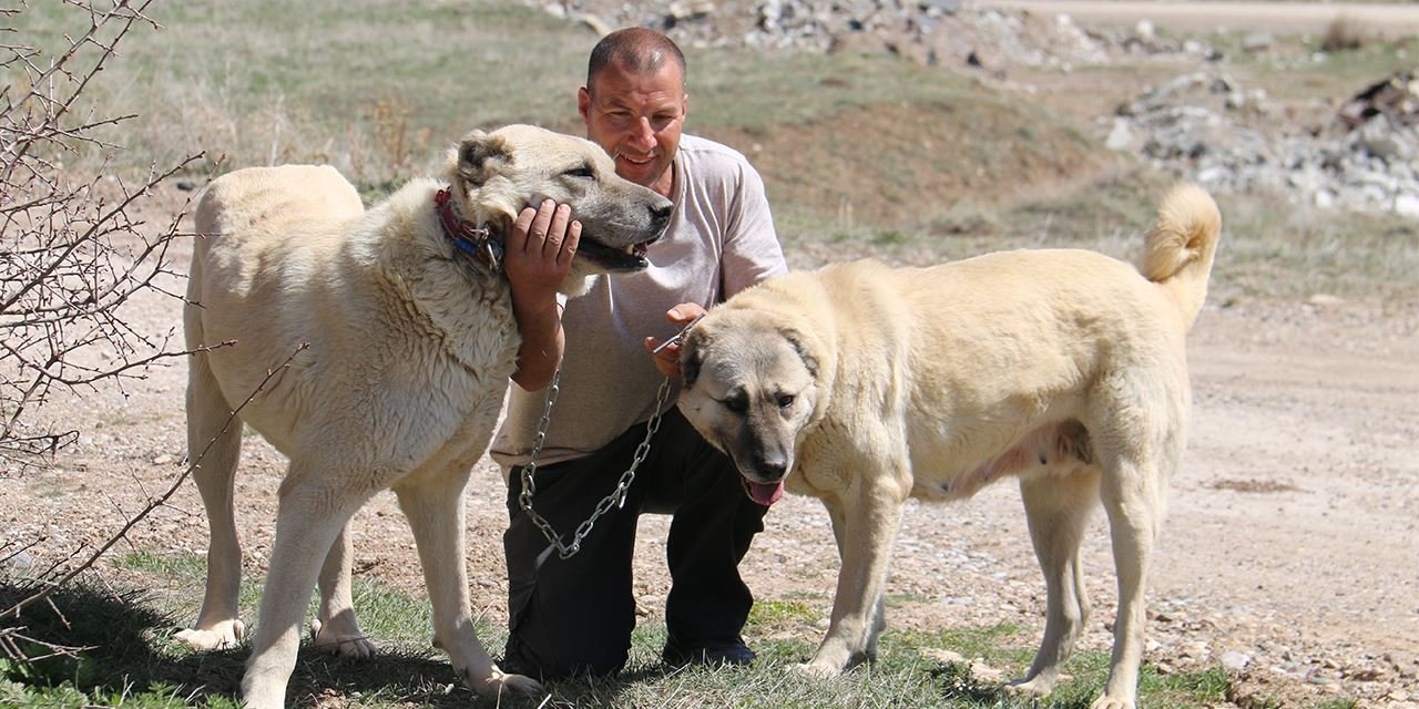 Uzmanı anlattı: ''Kangallar kurt yavrusuna bile annelik yapar''