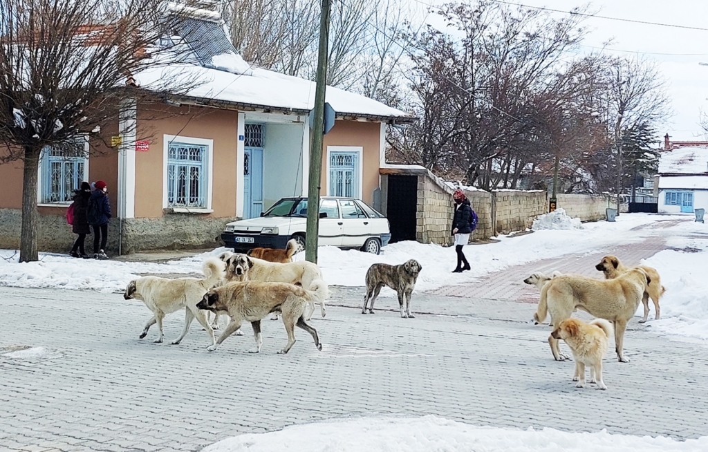 Başıboş köpekler tedirgin ediyor