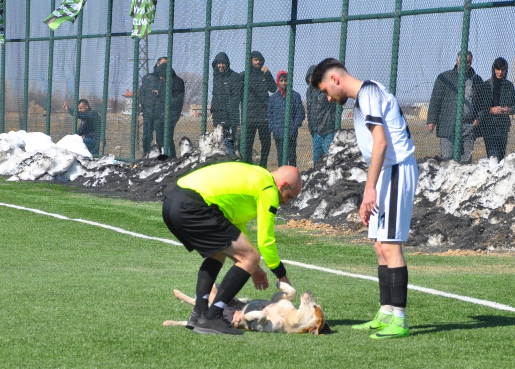 Sahaya giren sevimli köpek gülümsetti