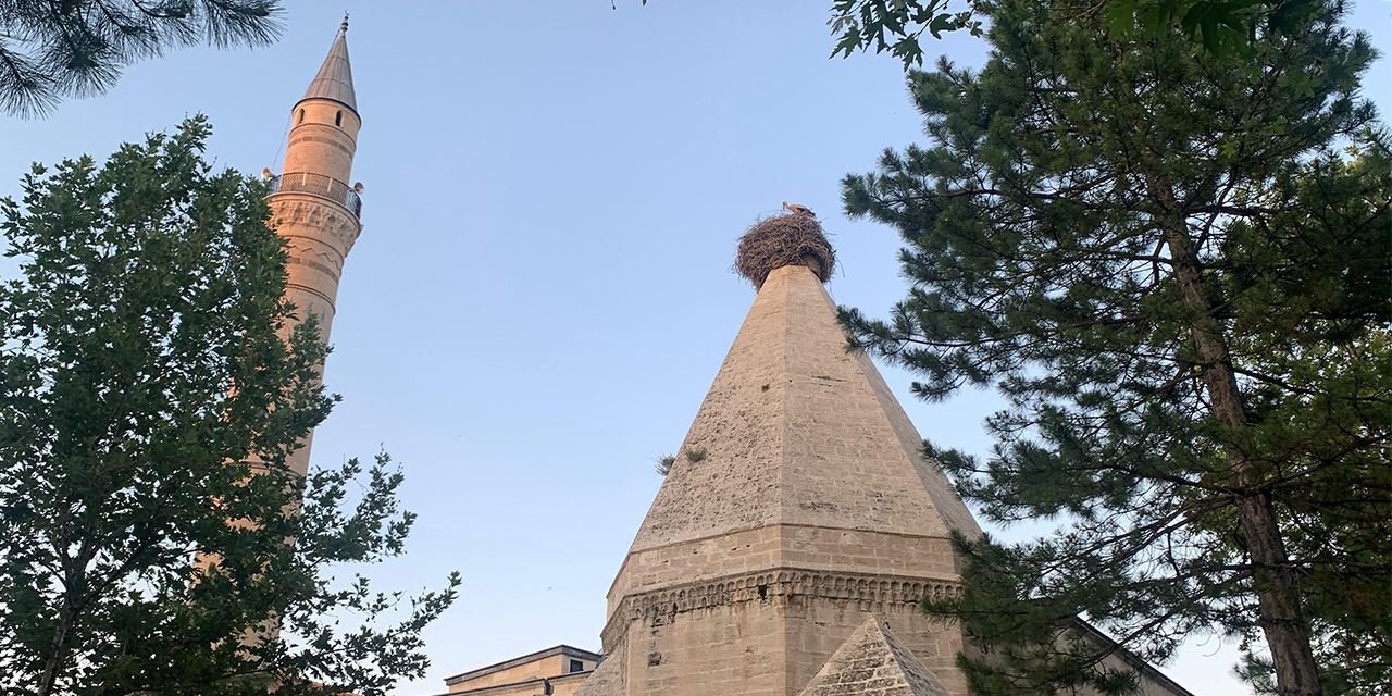 Kümbet üstünde bir aile: Leylekler yavrularını büyütüyor