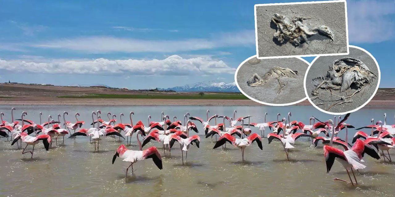 Tuz Gölünde katliam: 2 bin yavru flamingo öldü