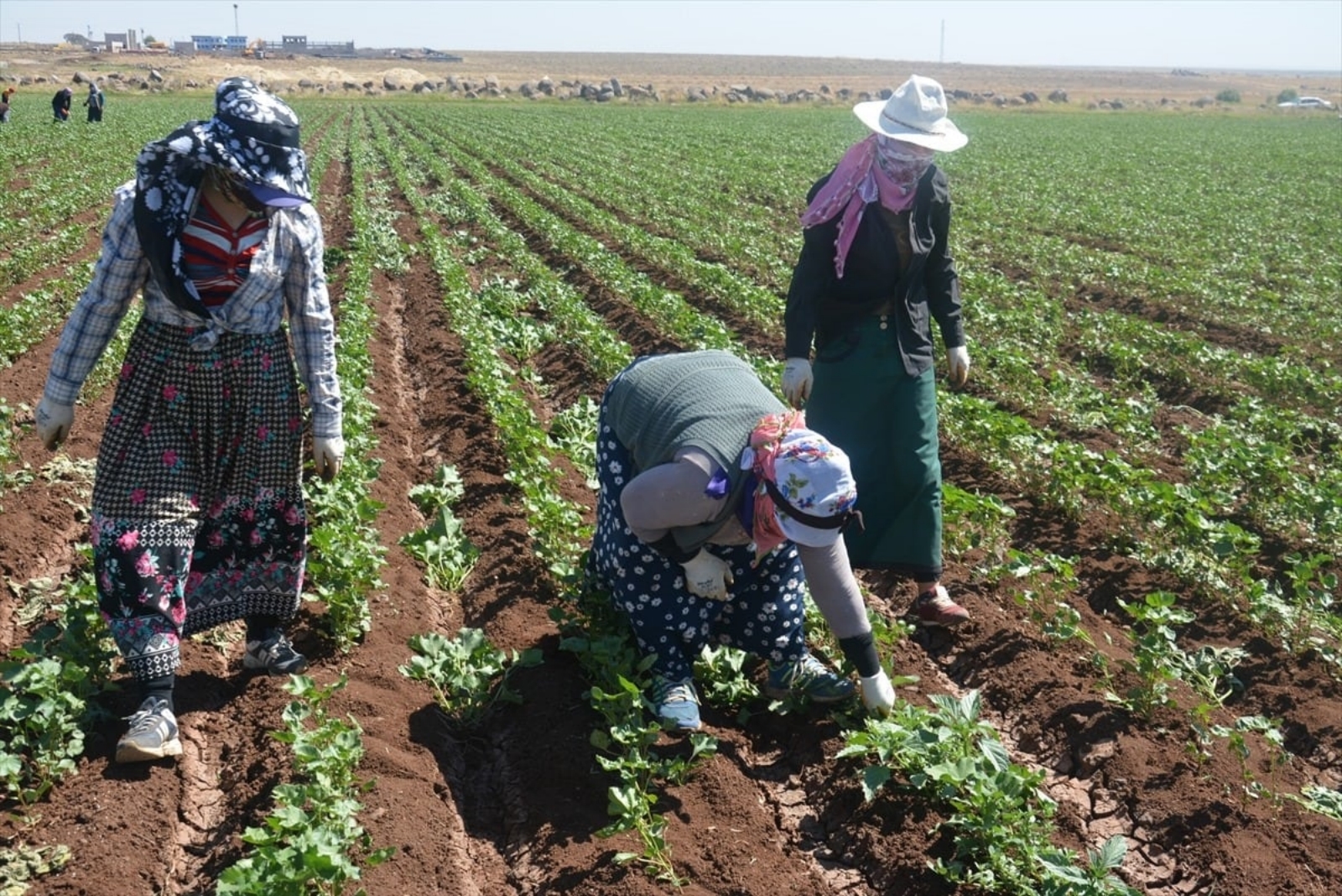 İlave tarımsal desteklerin detayları açıklandı