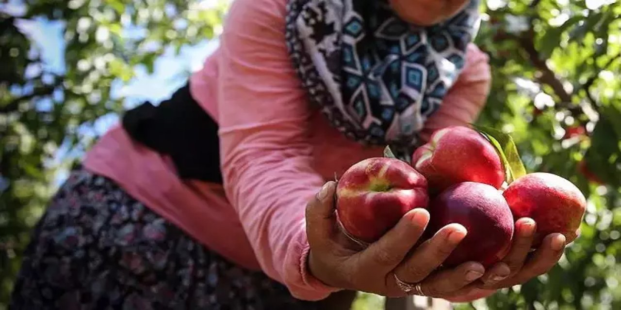 Damarları açıyor, kalbi koruyor: Bu meyveyi herkes tanımalı