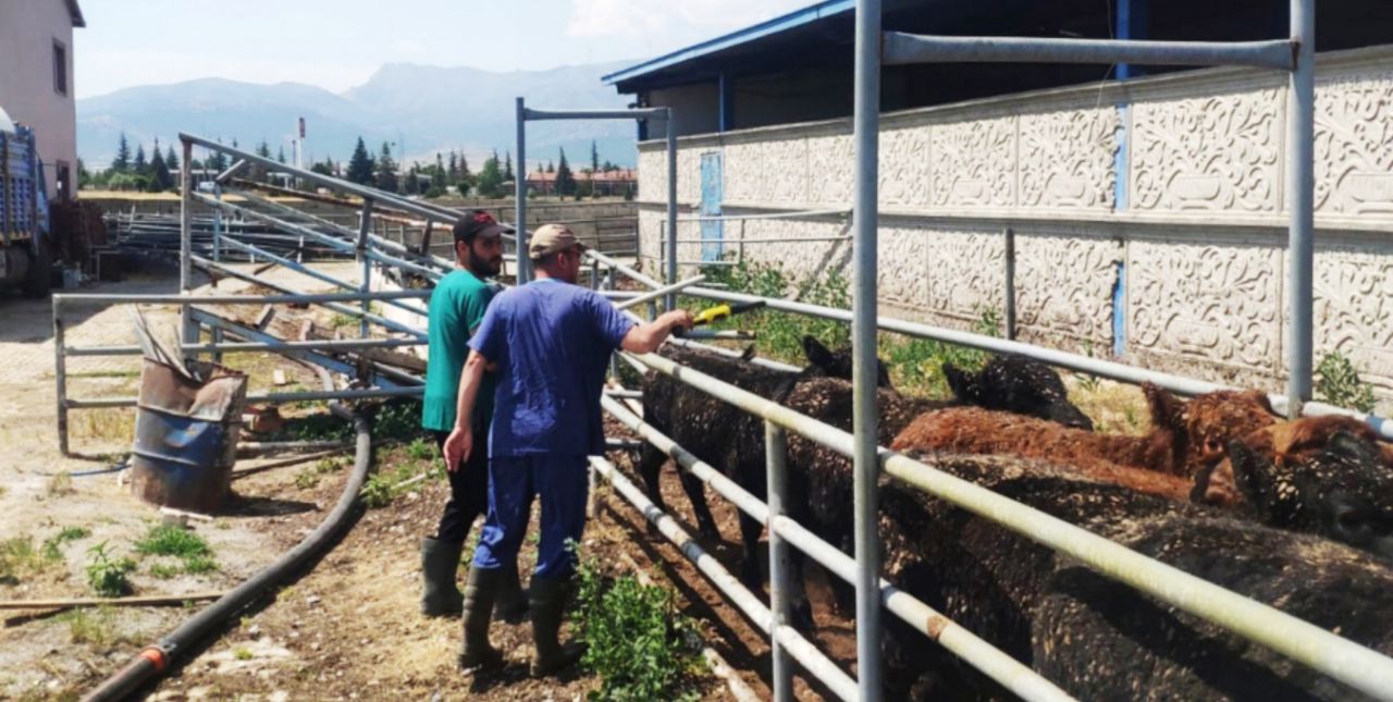 İthal sığırlar Sarayönü’nde kontrolden geçiriliyor