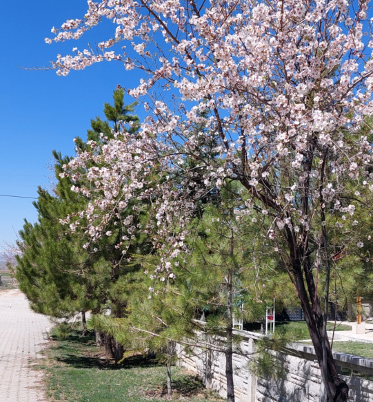 Bahar geldi, ağaçlar çiçek açtı