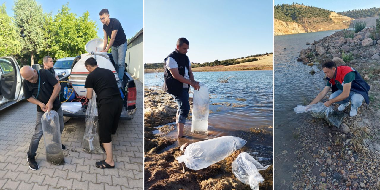 500 bin sazan suyla buluştu