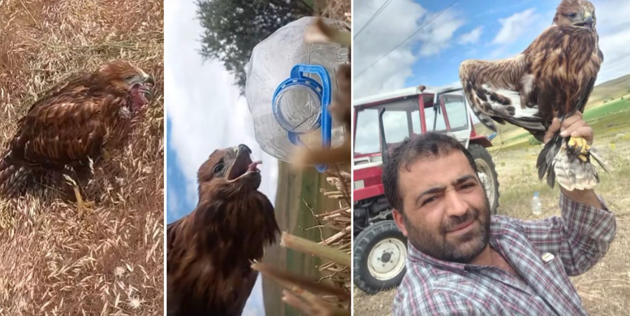 Yemeği boğazına takılan kartalı kurtardı