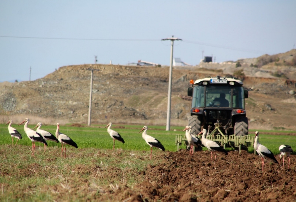 Leyleklerin traktör peşinde beslenme mücadelesi