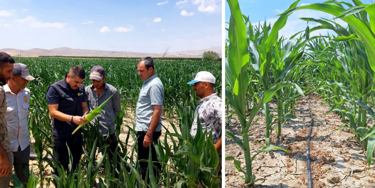 Üreticilere mısır sulama uyarısı