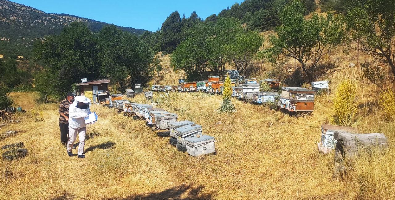 Arı kovanları kayıt altına alınıyor