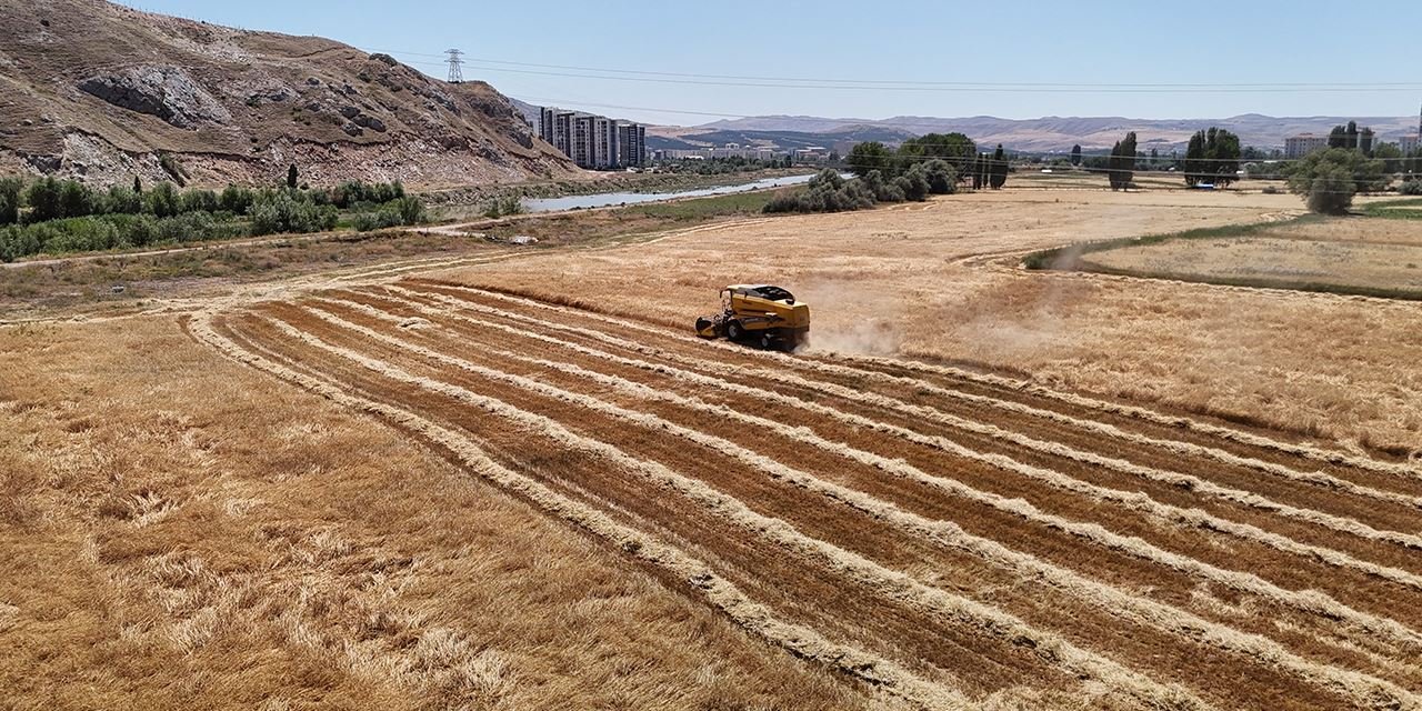 Sivas’ta hasat başladı, yüzler gülüyor