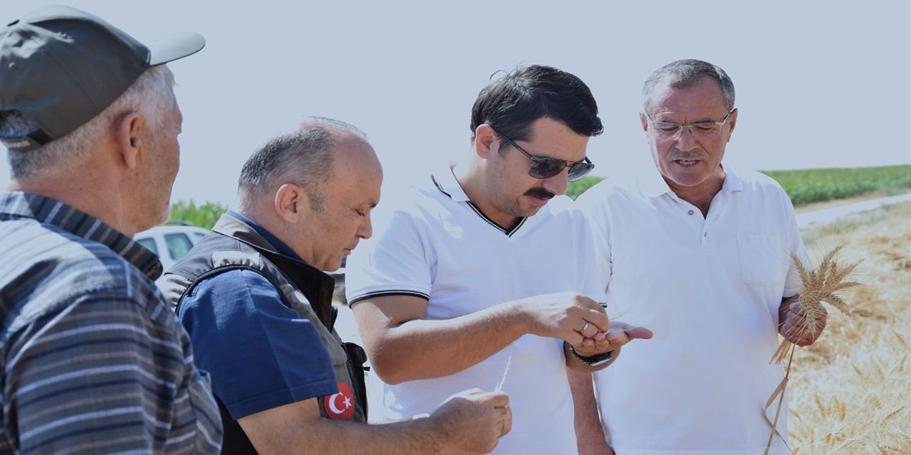 Karapınar’da buğdayda sezonun son hasadı yapıldı