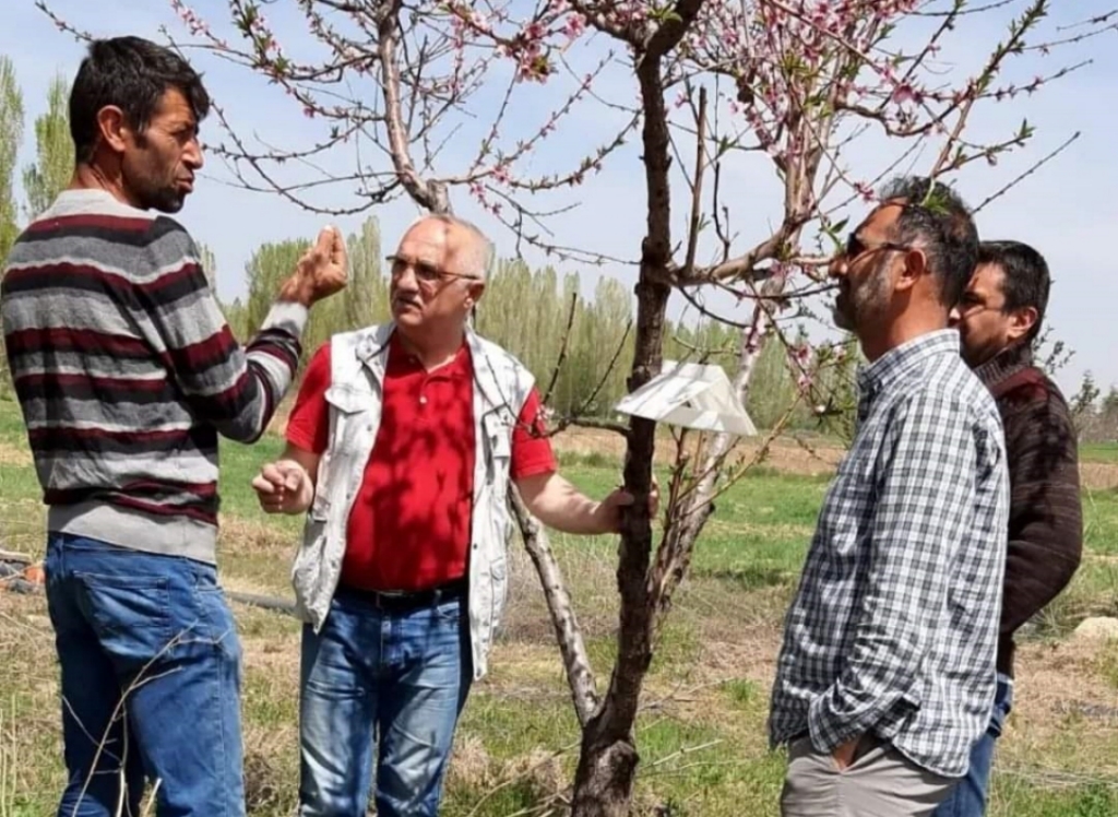 Elma ve şeftali bahçelerinde zararlı kontrolleri yapılıyor