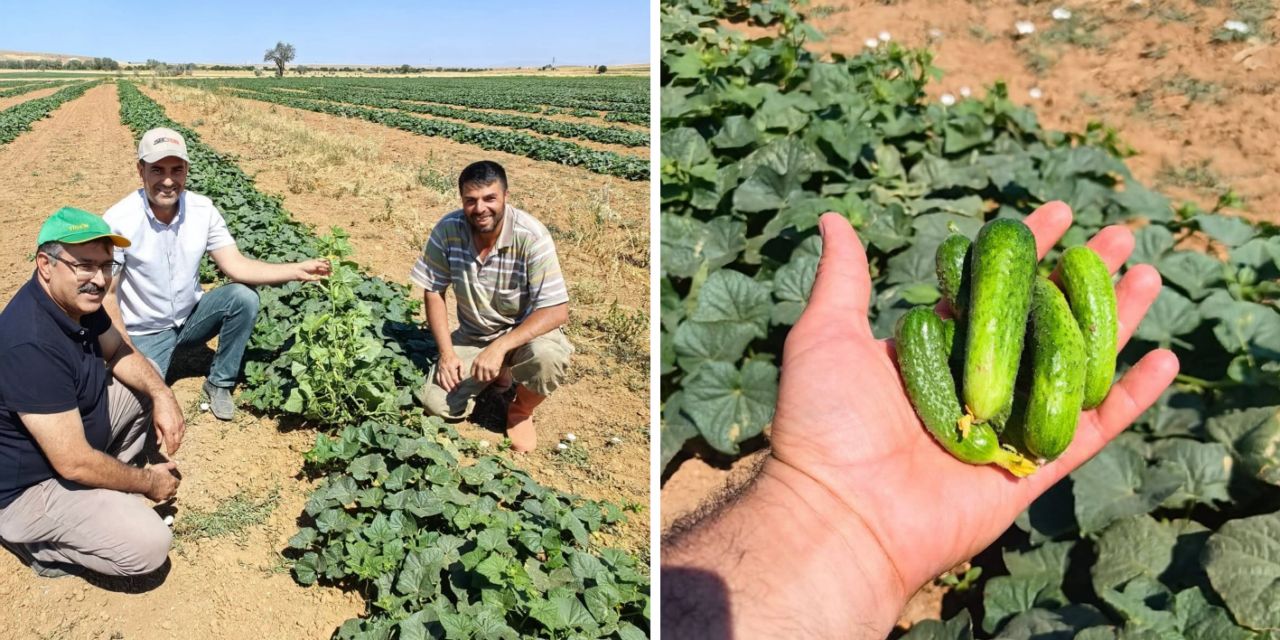 Ilgınlı çiftçiler alternatif ürünlere yöneliyor