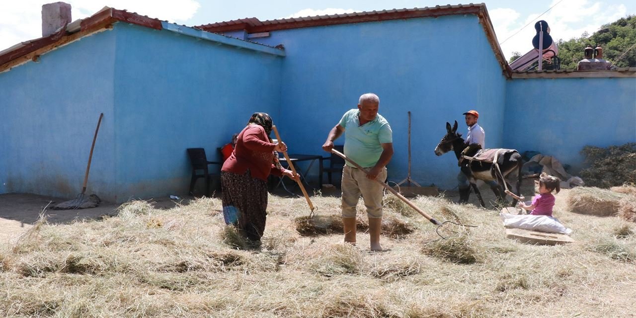 Düvenle saman yapımı sürüyor