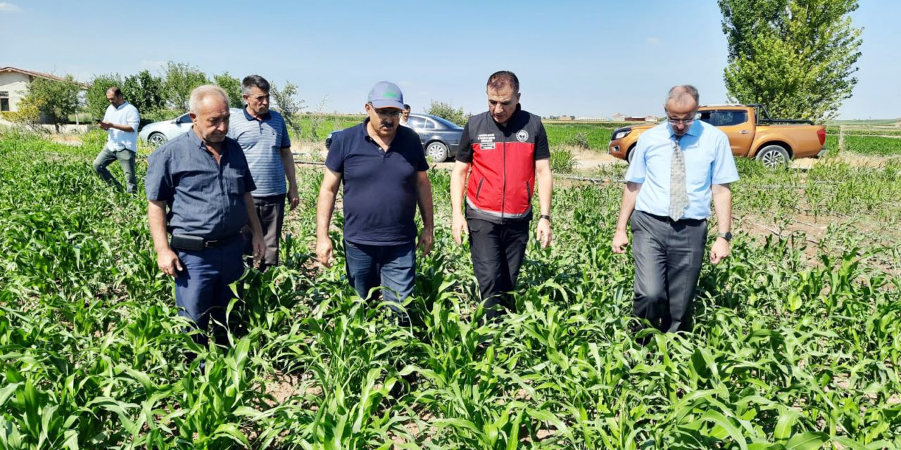 Sorgum–Sudan Otu ile yüzde 60 su tasarrufu sağlandı