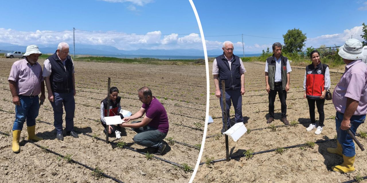 Domates tuzakları kuruldu