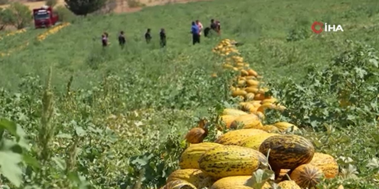 40 derecede kavun mesaisi: Üreticinin yüzünü güldüren hasat