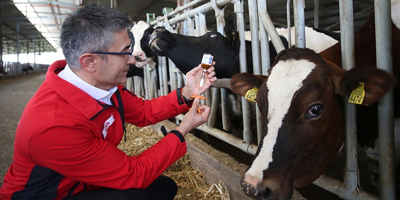 Şap krizi büyüyor: Yetkililer sessiz!
