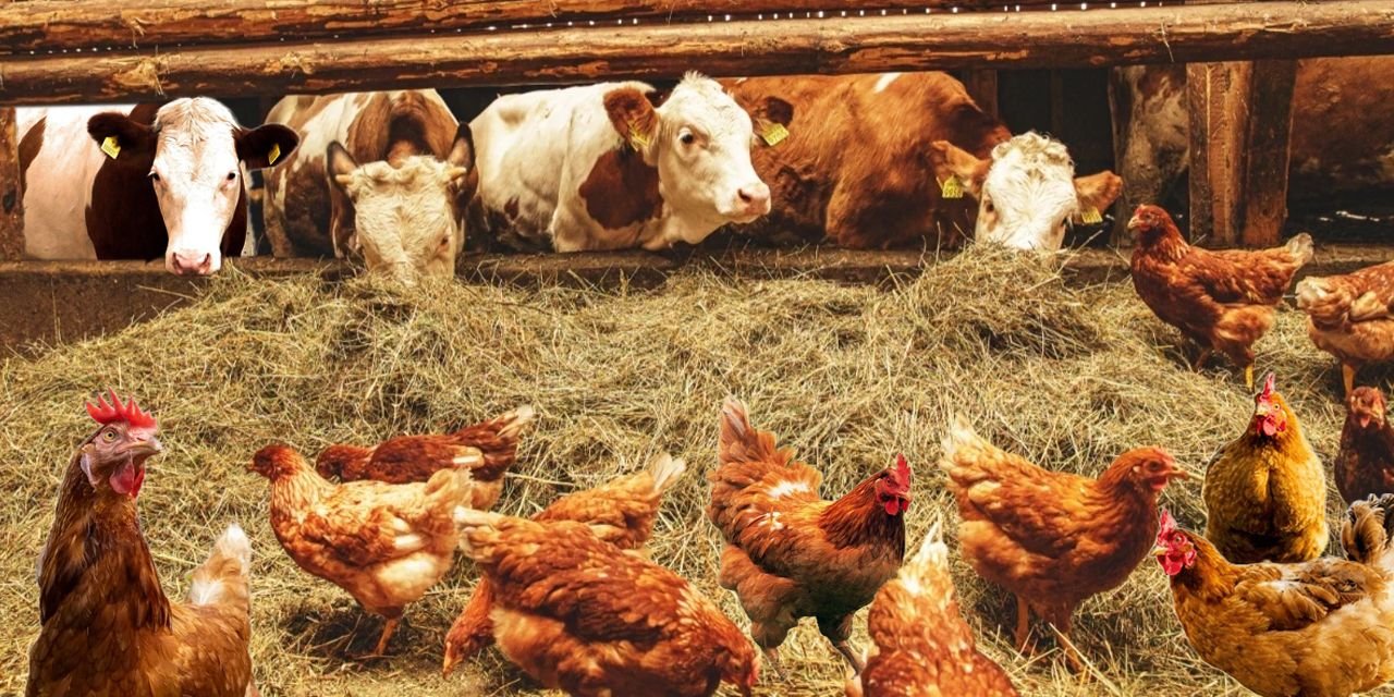 TÜİK verileri gösterdi: Gıdada yeni kriz sinyali!