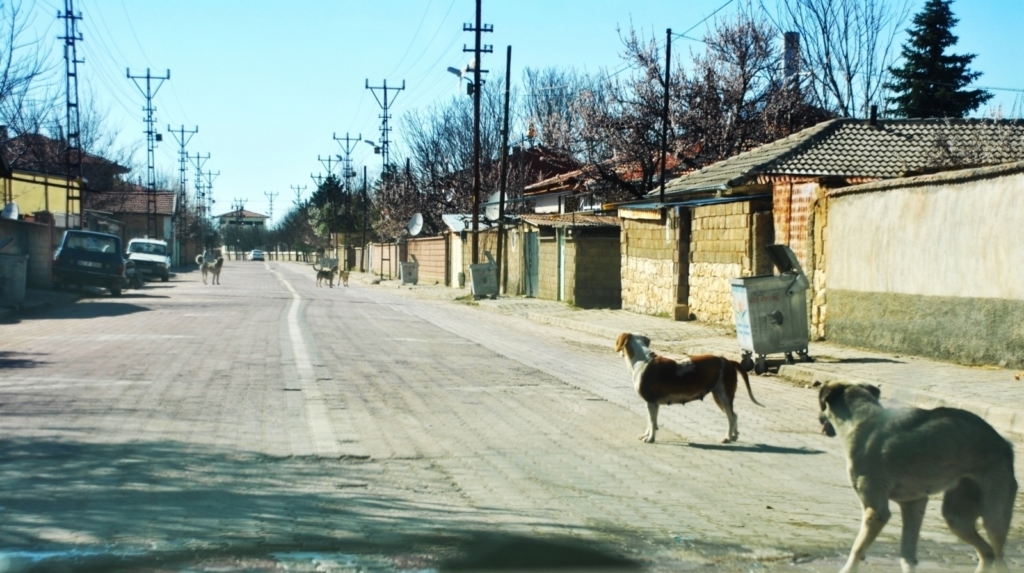 Vatandaşlar başıboş köpeklerden şikayetçi