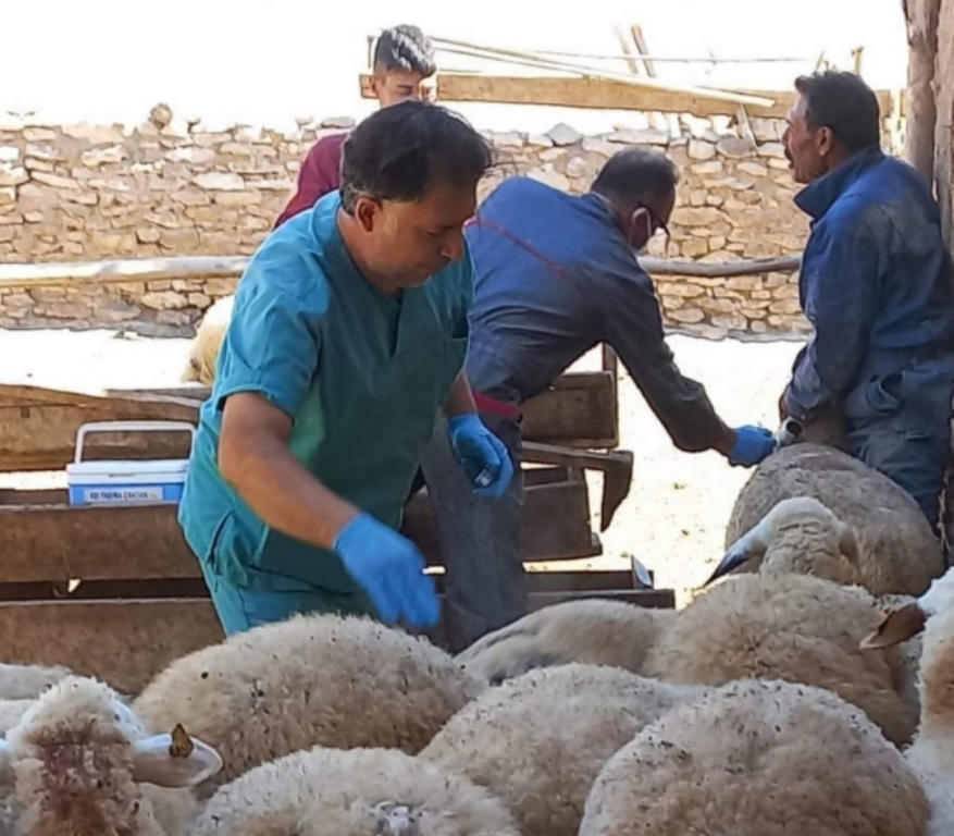 Küçükbaş hayvanları aşılama çalışmaları devam ediyor