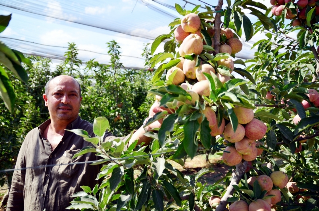 Sarayönü’nün elması yurt dışına ihraç ediliyor