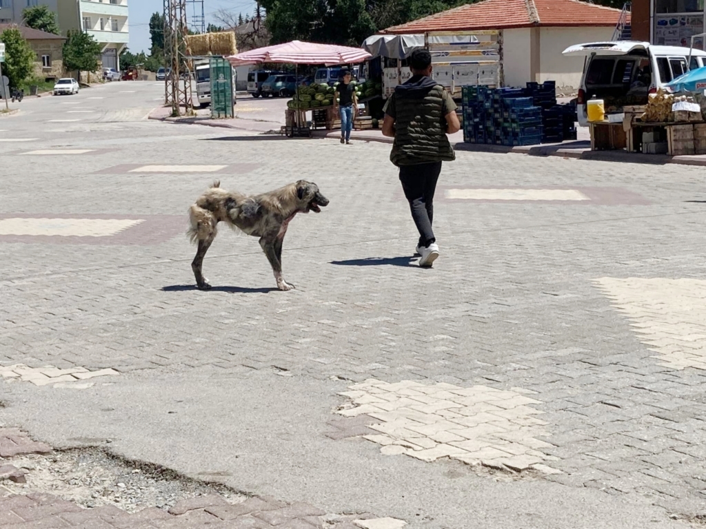 Evcil hayvanlara çip zorunluluğu için son tarih yaklaşıyor