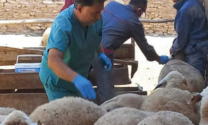 Anaç koyun keçi desteklemeleri yatırılmaya başlandı