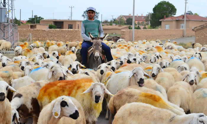 Sürü yönetim elemanı kursu açılıyor