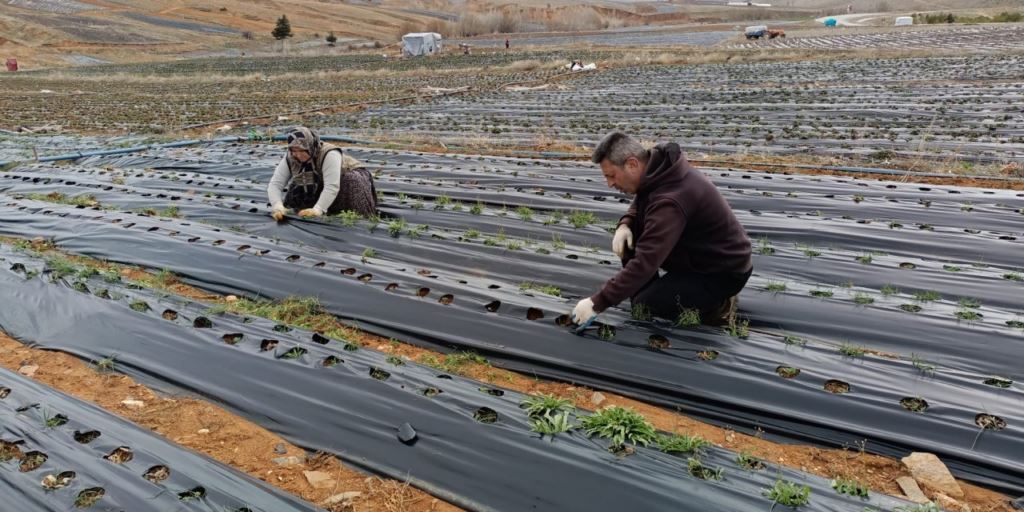 Çilek dikim mesaisi başlıyor başladı