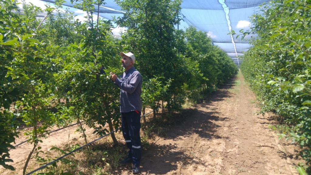 Elma ve armut türleri koruma altına alındı