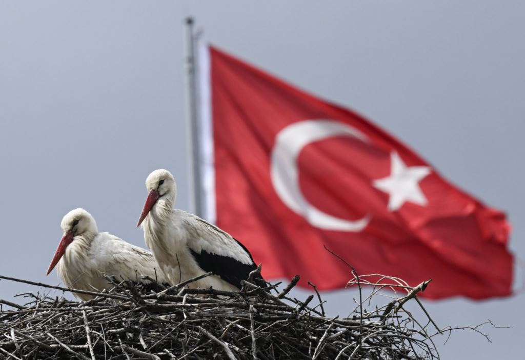 "Leylek apartmanı" sakinleri yuvalarına geldi